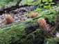Csészés álkorallgomba (Artomyces pyxidatus), Velencei-hegység
